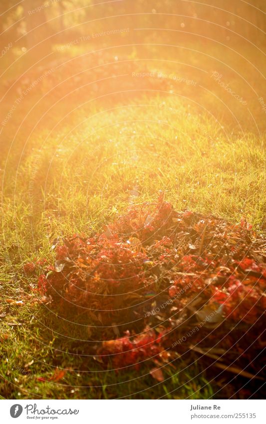 Herbstlaub | Sonne Umwelt Natur Pflanze Urelemente Erde Sonnenaufgang Sonnenuntergang Sonnenlicht Klima Wetter Schönes Wetter Baum Blatt Wiese Park atmen
