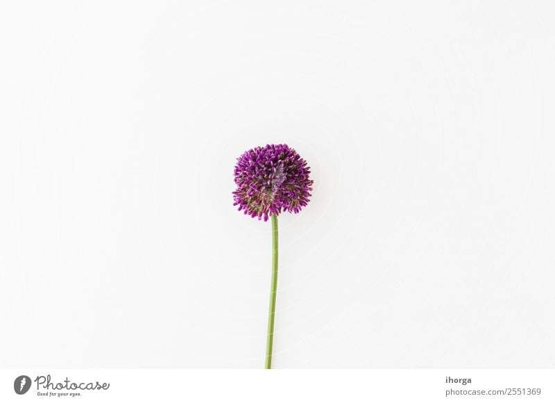 Allium isoliert auf weißem Hintergrund Gemüse Kräuter & Gewürze elegant schön Sommer Garten Dekoration & Verzierung Valentinstag Muttertag Natur Pflanze Blume