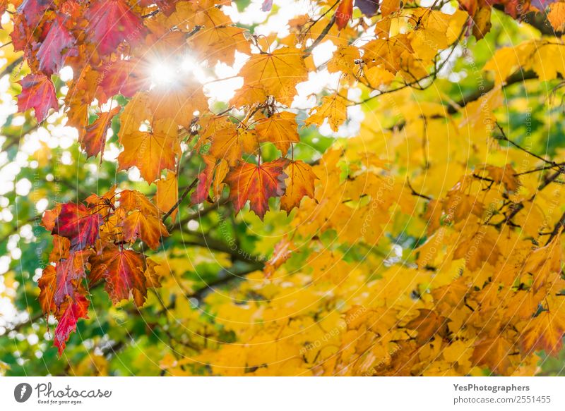 Die Sonne scheint durch bunte Herbstblätter. Tapete Umwelt Natur Schönes Wetter Baum Blatt hell natürlich gelb gold rot November Oktober Atmosphäre Hintergrund