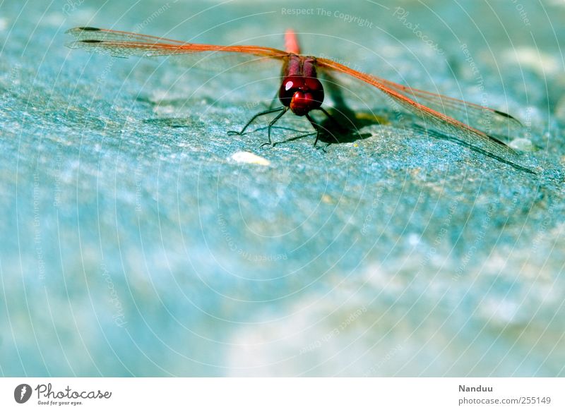 Hubschrauber Tier 1 Libelle Insekt rot markant Makroaufnahme mehrfarbig Abheben Farbfoto Außenaufnahme Blick in die Kamera