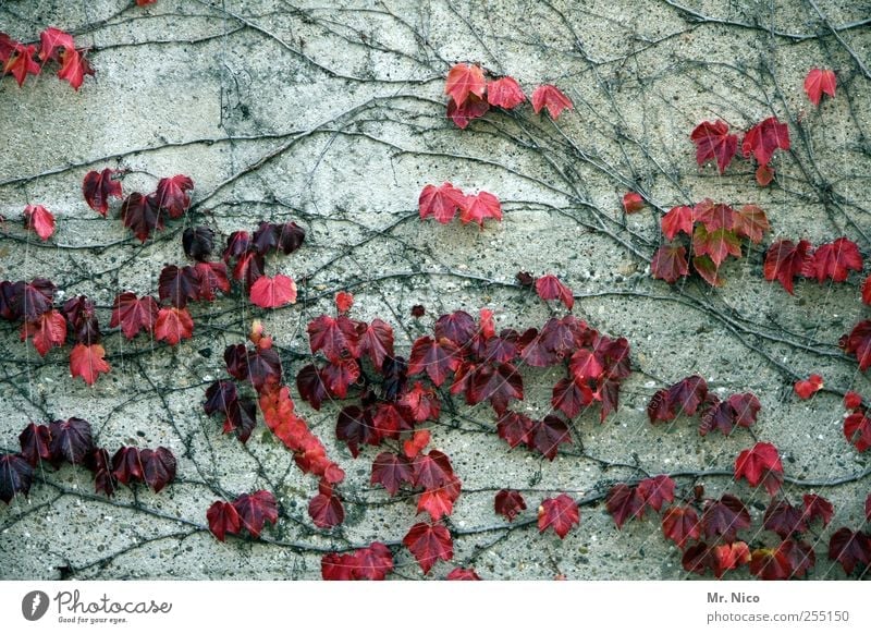 wallflowers Umwelt Natur Pflanze Herbst Efeu Gebäude Mauer Wand Fassade rot Vorfreude Umweltschutz Betonwand Herbstfärbung Wilder Wein Vergänglichkeit Wachstum