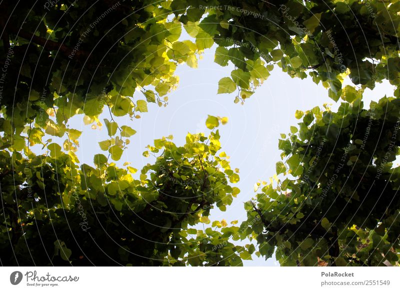 #A# Blätterdach Kunst ästhetisch Blatt blättern grün Himmel Himmel (Jenseits) himmelblau Herbst Farbfoto mehrfarbig Außenaufnahme Detailaufnahme Experiment