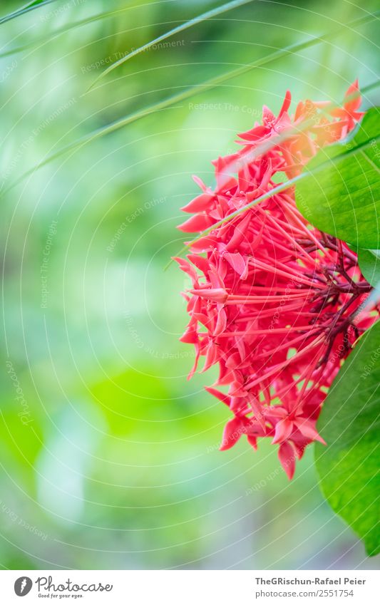 Flora Pflanze grün rot Wachstum Blühend Tiefenschärfe Detailaufnahme Makroaufnahme Malediven Farbfoto Außenaufnahme Menschenleer Textfreiraum links