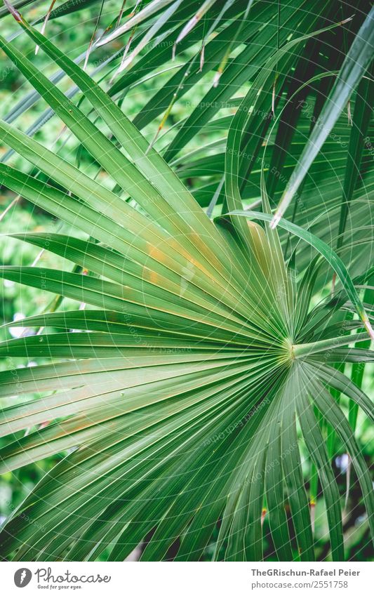 Palmblatt Natur grün orange Palme Blatt Detailaufnahme Makroaufnahme Nahe Pflanze Strukturen & Formen Muster Farbfoto Außenaufnahme Menschenleer Tag