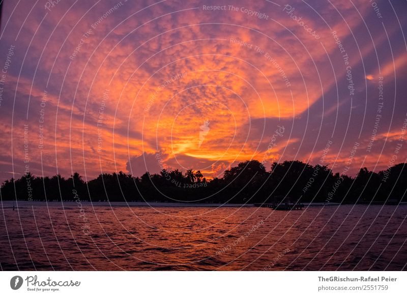 Traumurlaub Umwelt Natur ästhetisch orange Reflexion & Spiegelung Wasser Meer Stimmung Sonnenuntergang Insel Malediven malerisch Wolken Palme kuramathi violett