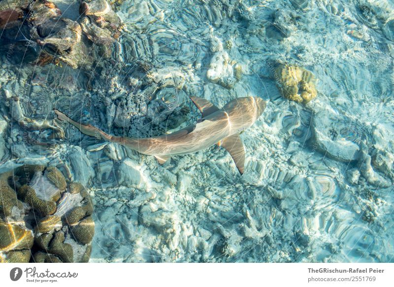 Riffhai Tier 1 ästhetisch sportlich blau braun grau türkis weiß Haifisch Malediven Schwimmsport schön Korallen Meerwasser Schwimmhilfe kuramathi Stein Riffhaie