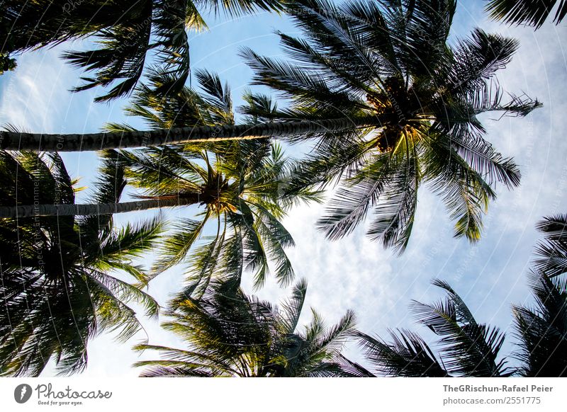 Palmen Natur blau grün weiß Pflanze Wachstum Schatten Insel Ferien & Urlaub & Reisen Meer Himmel Wolken kuramathi Farbfoto Außenaufnahme Menschenleer Morgen Tag