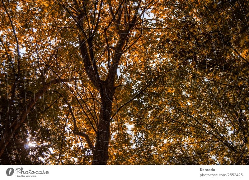Hintergrund von Bäumen mit Herbstfarben und trockenen Blättern. Leben harmonisch Erholung ruhig Freiheit Sonne Umwelt Natur Landschaft Pflanze Himmel Baum Blume