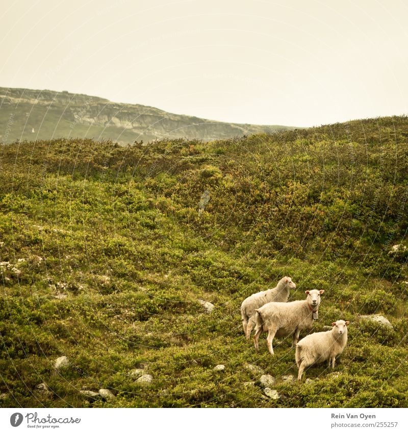 Norwegische Schafe Umwelt Natur Landschaft Pflanze Himmel Wolkenloser Himmel Horizont Gras Sträucher Moos Hügel Berge u. Gebirge Tier Nutztier 3 Tiergruppe