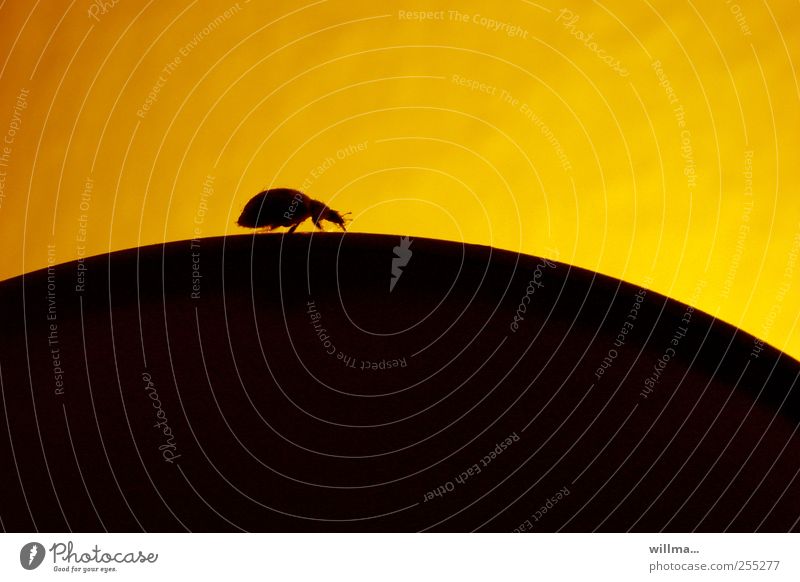 Auf dem Bauch des Riesen Käfer laufen krabbeln Hügel wandern gelb schwarz Hoffnung Zufriedenheit entdecken Neugier Ziel abwärts aufwärts Textfreiraum oben