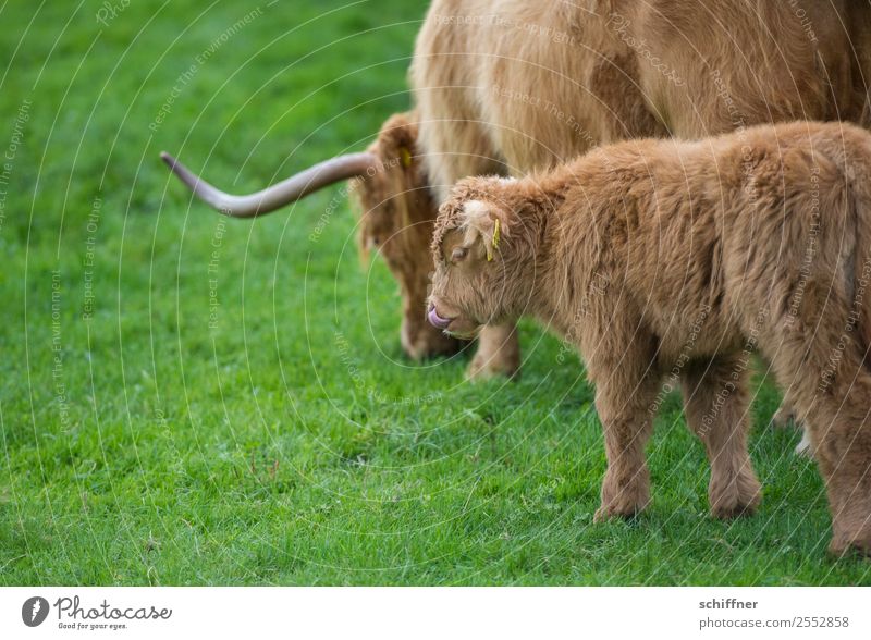 Mahlzeit Tier Nutztier Kuh Zoo 2 Tierjunges Tierfamilie braun grün Rind Rinderhaltung Schottisches Hochlandrind Kalb Weide Wiese Zunge Nasenloch lecker
