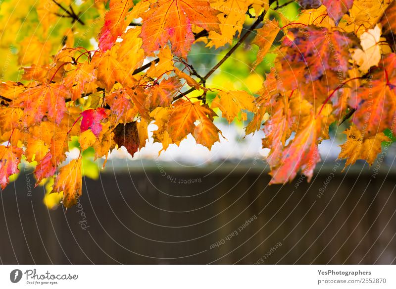 Baumzweig mit Blättern in Herbstfarben Design schön Tapete Umwelt Natur Blatt hell nass natürlich gelb gold rot November Oktober Atmosphäre Hintergrund