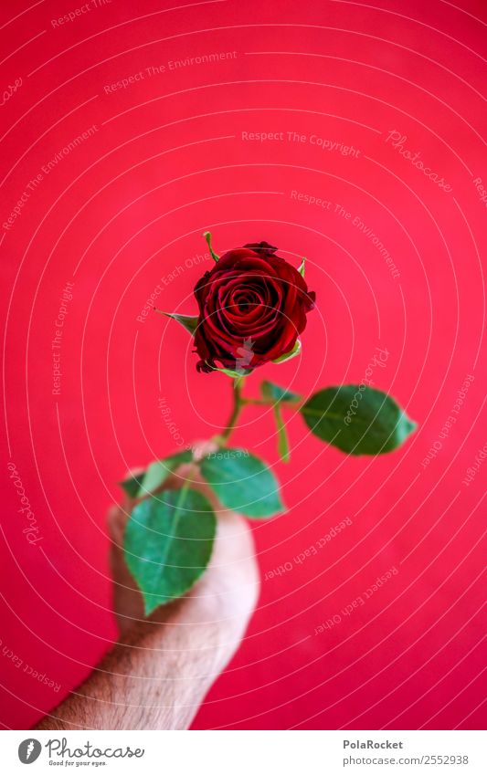 #S# Rote Rose II Glück rot schenken Valentinstag Liebe grün geben Hand Freude Frühlingsgefühle schön außergewöhnlich Geschenk Gefühle Partner Liebeserklärung