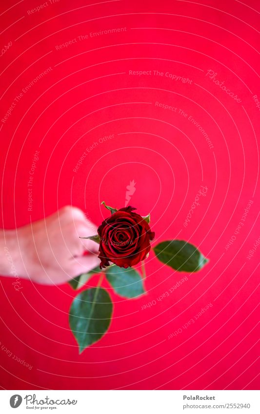 #S# Rote Rose IV Glück rot schenken Liebe Liebeserklärung grün Valentinstag Hand herzlich Freundschaft Liebesgruß Symbole & Metaphern Muster geben schön