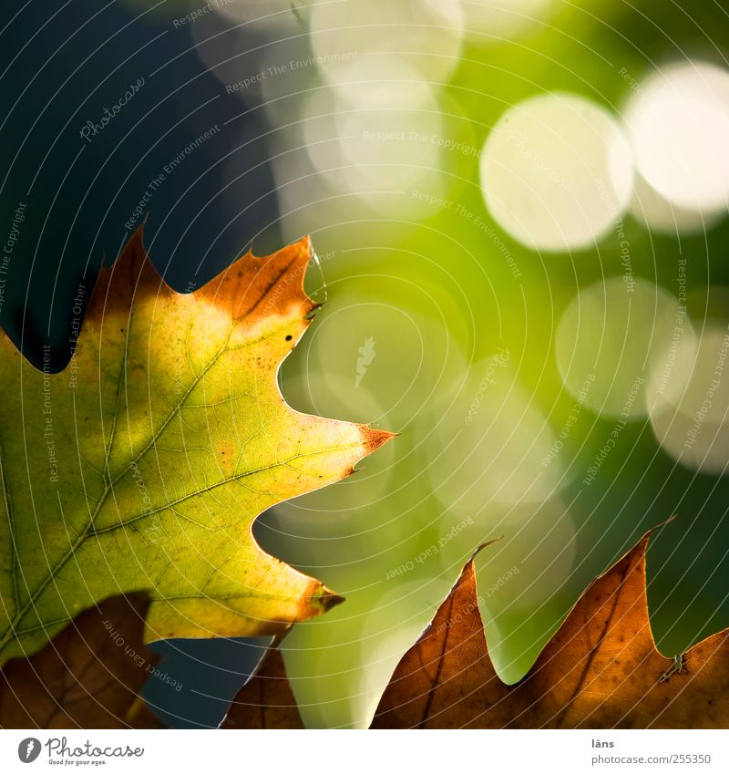 für dich soll´s bunte bilder regnen! *spitzentreffen* Natur Pflanze Herbst Blatt glänzend braun gelb grün Vergänglichkeit Wandel & Veränderung Eichenblatt