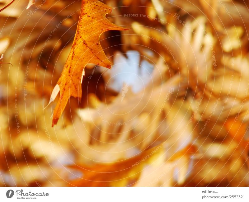 Gelbes Herbstblatt der Roteiche Blatt Eiche Eichenblatt braun gelb herbstlich Herbstfärbung Herbstlaub Blätterdach Quercus rubra Natur Schönes Wetter