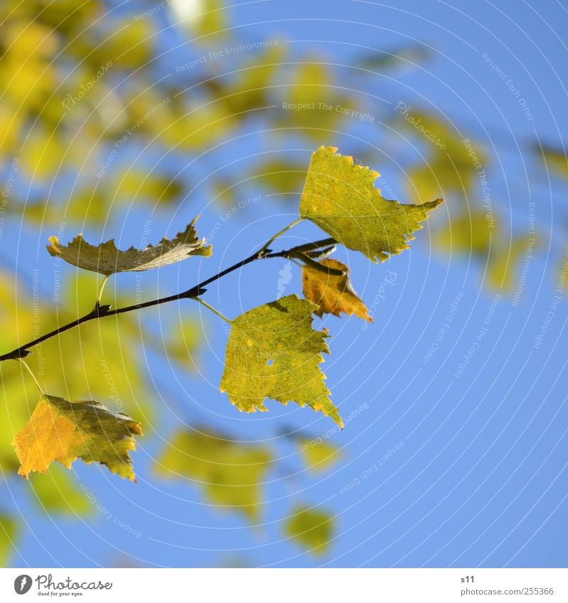 Für dich solls bunte Blätter regnen... Umwelt Natur Pflanze Blatt alt hängen elegant schön blau gelb grün Herbst Herbstlaub Spitze Zacken Ast Vergänglichkeit