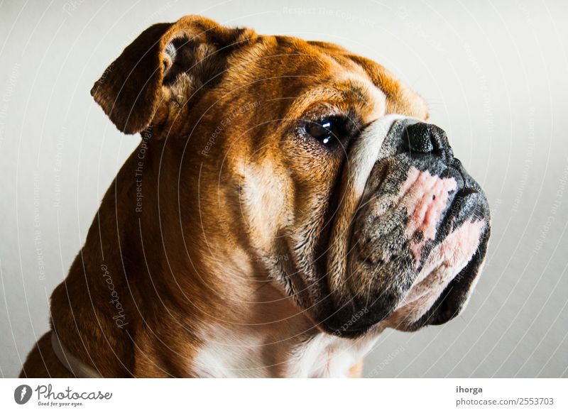 Porträt eines Hundes der englischen Bulldoggenrasse schön Gesicht Natur Tier Gras Haustier Tiergesicht 1 schlafen stehen natürlich retro grün Briten reizvoll
