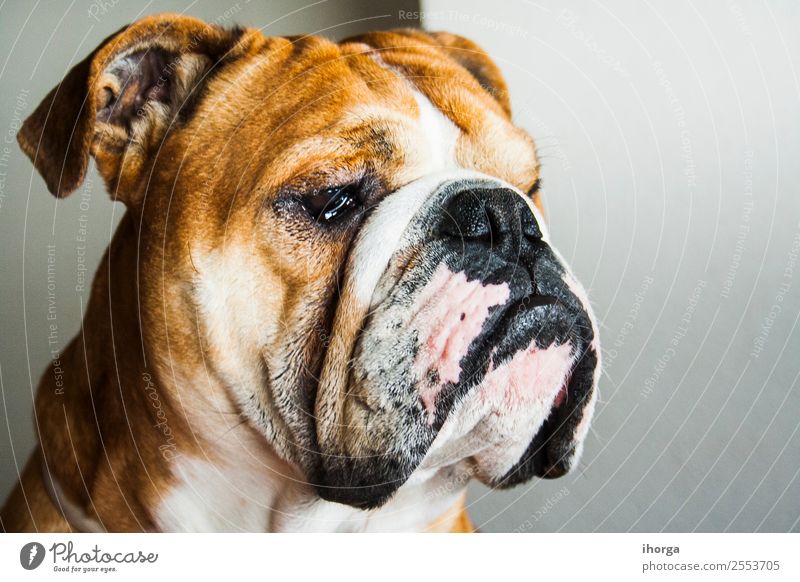Porträt eines Hundes der englischen Bulldoggenrasse schön Gesicht Natur Tier Haustier 1 schlafen stehen natürlich retro grün Briten reizvoll züchten Zaumzeug