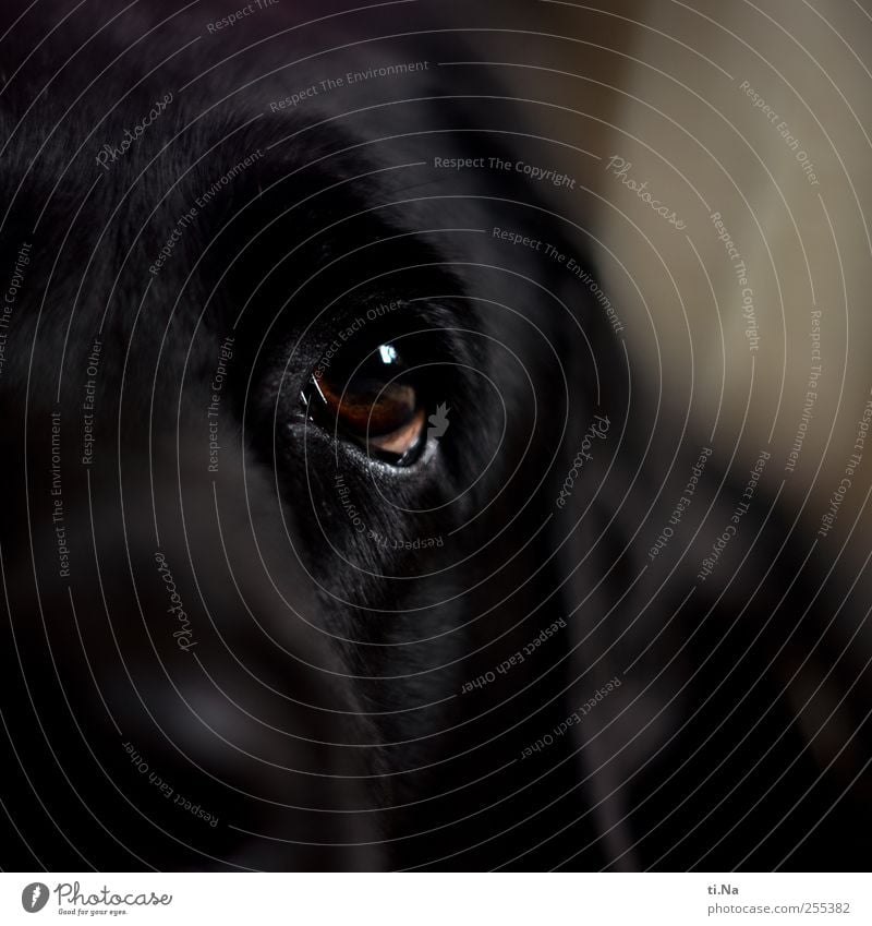 für Dich solls bunte Bilder regnen Haustier Labrador Hund Hundeauge 1 Tier Kommunizieren warten Freundlichkeit schwarz Vertrauen Sympathie Freundschaft Treue