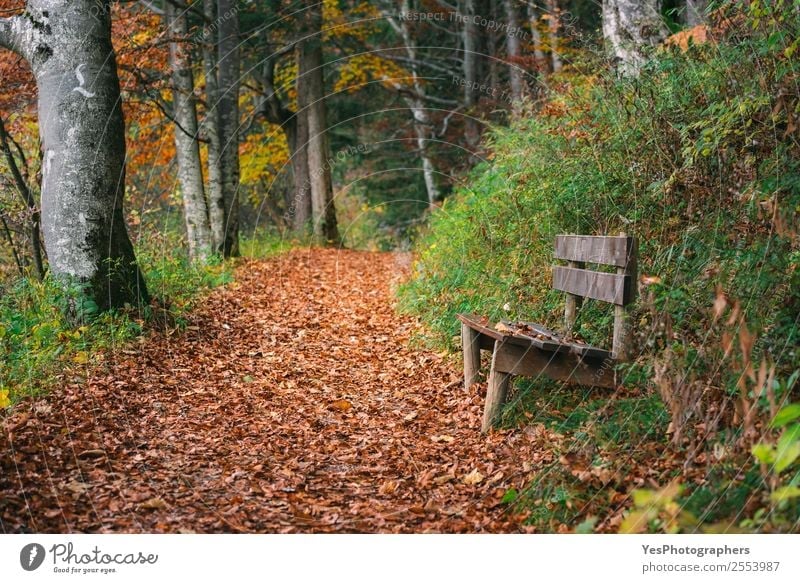 Waldgasse mit Herbstlaub und Holzbank schön wandern Natur Blatt Berge u. Gebirge frei natürlich gold Bayern Fussen Deutschland Oktober Gasse heiter farbenfroh