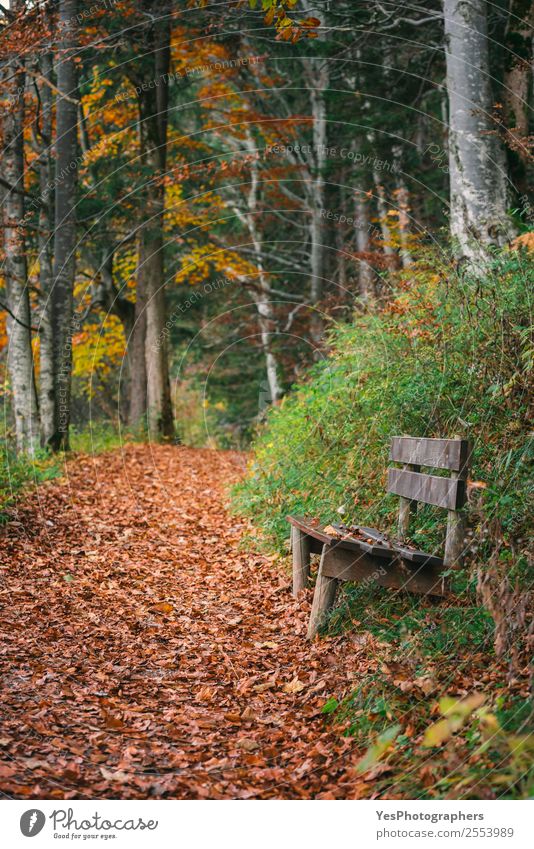 Pfad und eine Bank in einem Herbstwald schön Freizeit & Hobby wandern Natur Blatt Park Wald natürlich Bayern Fussen Deutschland Oktober Gasse Herbstlaub heiter