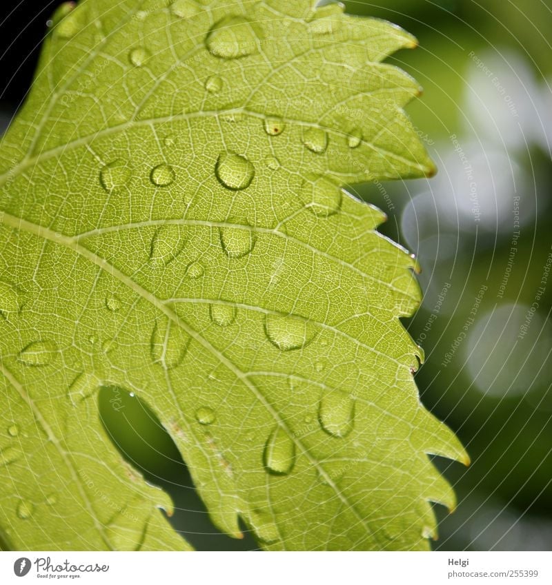 für dich solls bunte Bilder regnen... Umwelt Natur Pflanze Sommer schlechtes Wetter Regen Blatt Nutzpflanze Weinblatt hängen Wachstum ästhetisch einfach frisch