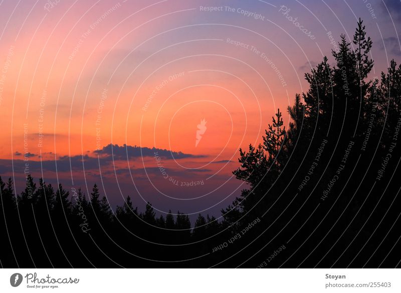 Sonnenuntergang - Vitosha, Bulgarien Natur Landschaft Erde Luft Himmel Wolkenloser Himmel Horizont Klimawandel Wetter Pflanze Baum Blatt Grünpflanze Wildpflanze