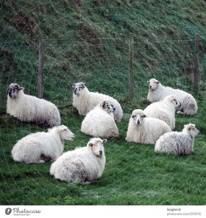 Schafe Wiese Weide Tiergruppe Herde liegen Blick grün weiß Zufriedenheit Gelassenheit ruhig Farbfoto Gedeckte Farben Außenaufnahme Menschenleer