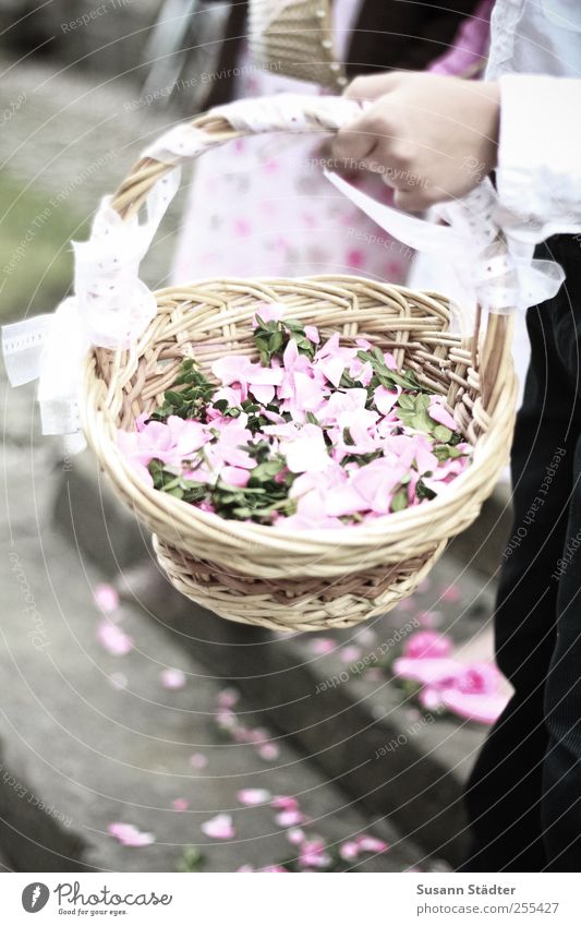 Für Dich soll's bunte Bilder regnen Hand 1 Mensch Anzug Feste & Feiern Hochzeit Hippie Korb Korbflechten Blütenblatt mehrfarbig rosa Treppe verteilen Glück