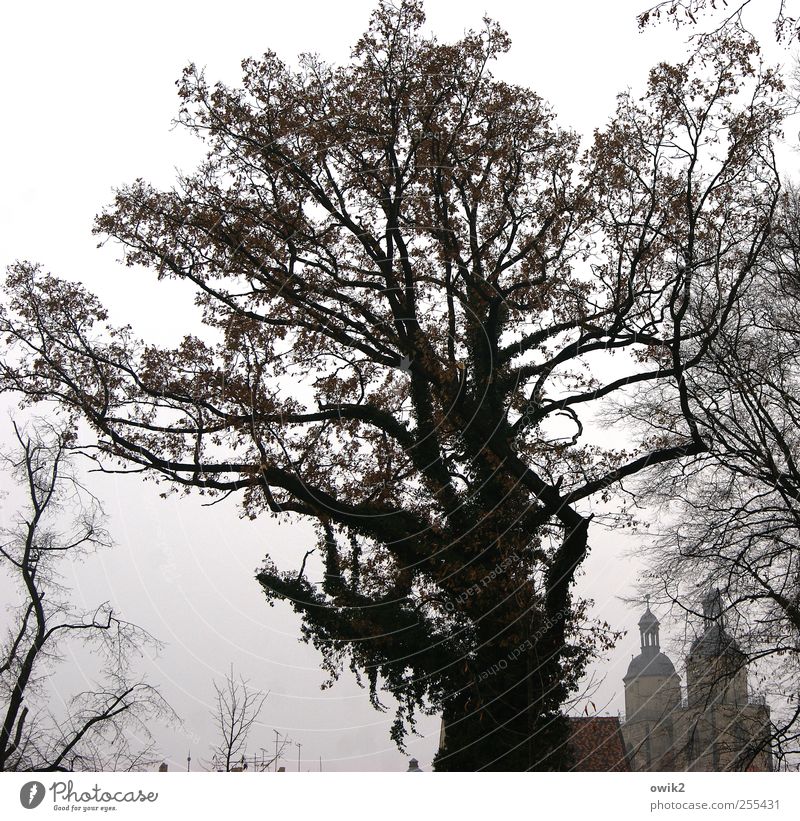Wittenberg Städtereise Himmel Herbst Klima Schönes Wetter Nebel Baum Wildpflanze Zweige u. Äste Landkreis Wittenberg Martin Luther Stadtzentrum Skyline