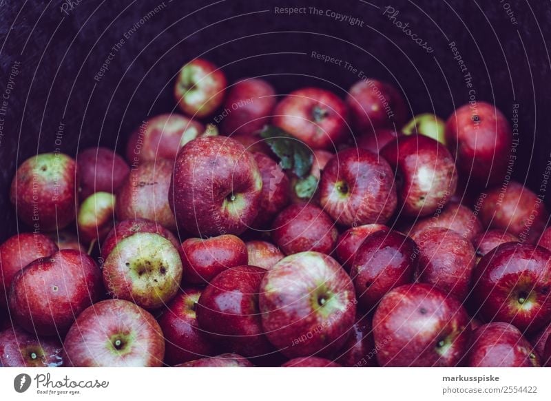 Frische Bio Apfel Ernte Lebensmittel Frucht Ernährung Bioprodukte Vegetarische Ernährung Diät Fasten Fingerfood Biologische Landwirtschaft Gesunde Ernährung