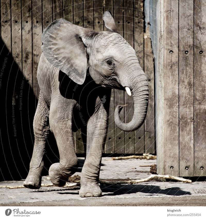 Dumbo Tier Wildtier Zoo Elefant Elefantenohren Rüssel Stoßzähne Elefantenhaut 1 Tierjunges Holz laufen klein niedlich braun grau Freude Glück Lebensfreude