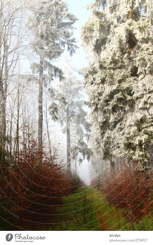 Für dich soll` s bunte Bilder regnen Natur Landschaft Pflanze Herbst Schönes Wetter Nebel Eis Frost Baum Wald authentisch frei positiv schön Beginn