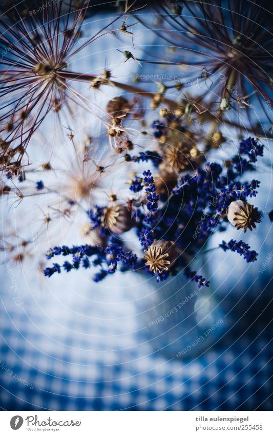 für dich soll´s bunte bilder regnen! Lavendel Trockenblume Mohnkapsel Dekoration & Verzierung Blumenstrauß Tischdekoration dehydrieren blau Farbe