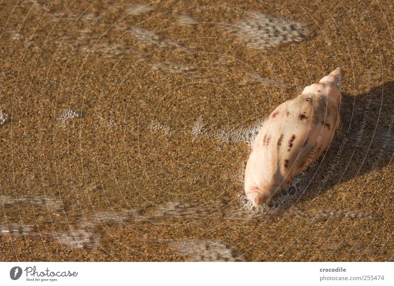 Souvenier Umwelt Natur Sand Wasser Wellen Küste Strand Meer Insel Tier Muschel 1 ästhetisch elegant exotisch Zufriedenheit Neuseeland Farbfoto Außenaufnahme