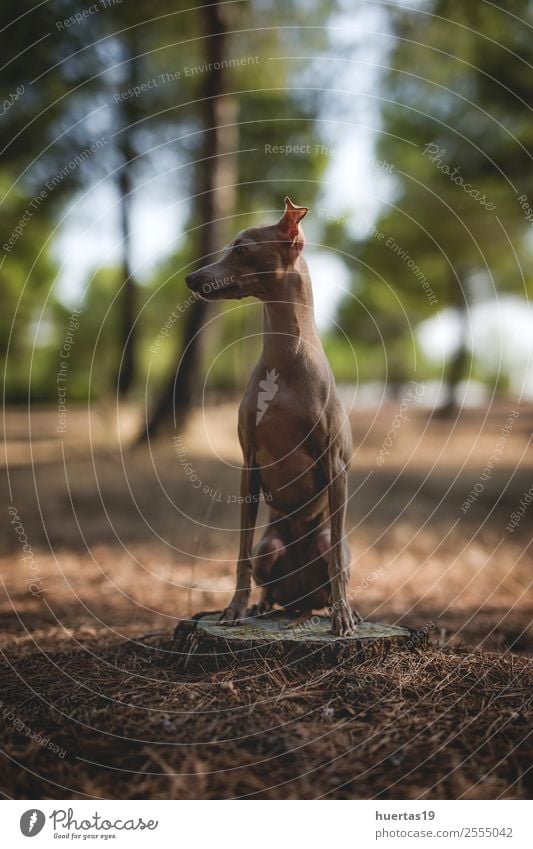 Kleiner italienischer Windhundhund Glück schön Freundschaft Natur Tier Baum Wald Haustier Hund 1 Freundlichkeit Fröhlichkeit lustig braun Italienisches Piccolo