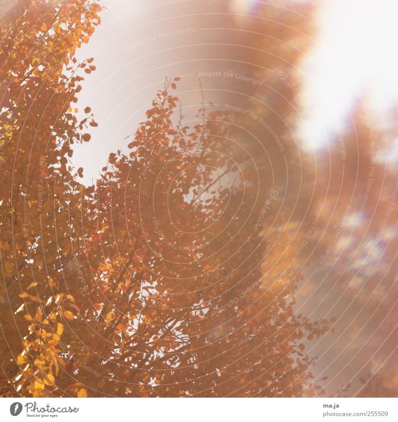 Fototapete Pflanze Herbst Schönes Wetter Blatt braun gelb Reflexion & Spiegelung Farbfoto Außenaufnahme Menschenleer Tag Licht Schatten Sonnenlicht Unschärfe