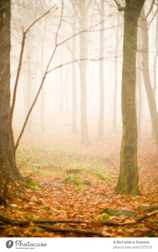 zwei Gründe zu feiern Umwelt Natur Landschaft Herbst schlechtes Wetter Nebel Wald elegant Unendlichkeit gruselig wild steil Gedeckte Farben Außenaufnahme