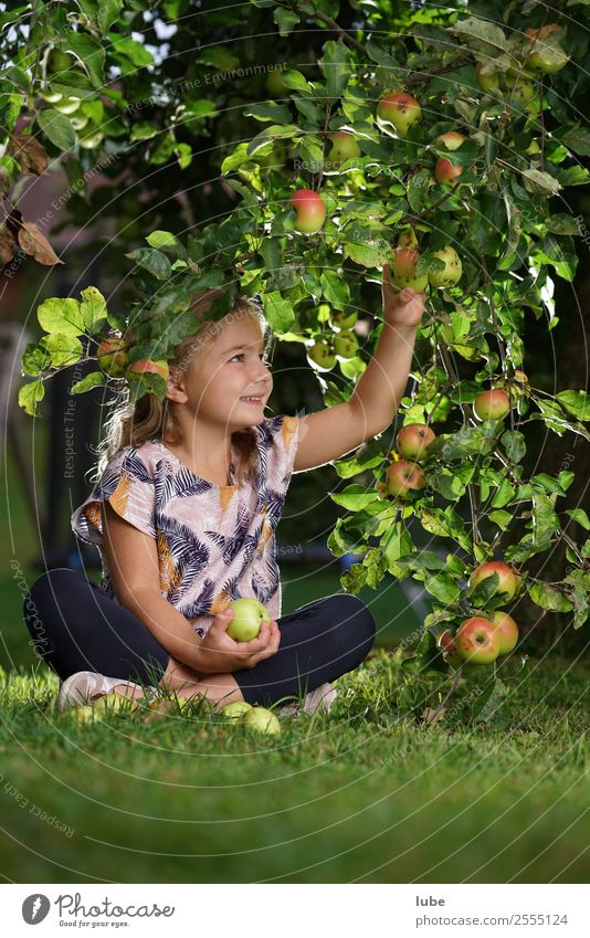 Apfelmädchen 2 Frucht Ernährung Essen Gartenarbeit Kind Kleinkind Mädchen 3-8 Jahre Kindheit Umwelt Natur Landschaft Herbst Apfelernte obsternte Apfelbaum Ernte