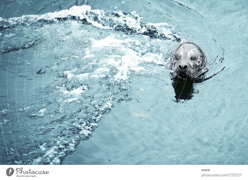 Für Dich solls bunte Bilder regnen! Schwimmen & Baden Meer Wellen Umwelt Natur Tier Wasser Wildtier Tiergesicht 1 beobachten Neugier niedlich wild blau Robben