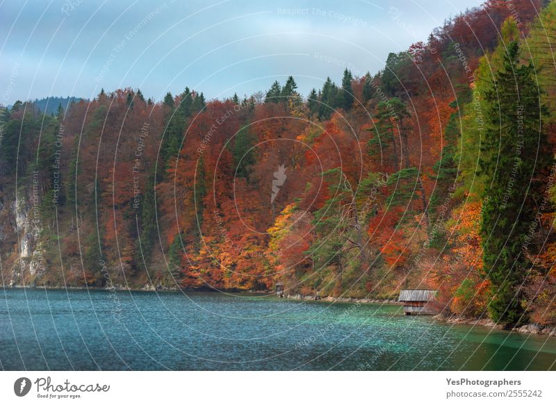 Bunter Herbstwald und Alpsee Ferien & Urlaub & Reisen Natur Landschaft Wolken Baum Blatt Wald Sehenswürdigkeit träumen positiv Wärme Stimmung Farbe Bayern