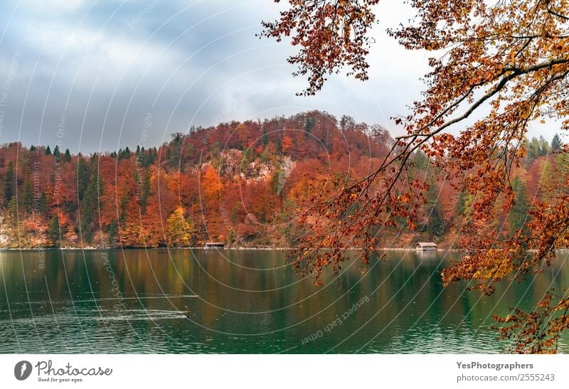 Grünes Wasser See und Herbstwald Ferien & Urlaub & Reisen Natur Landschaft Baum Blatt Wald träumen natürlich schön Stimmung Farbe Alpsee Bayern Fussen