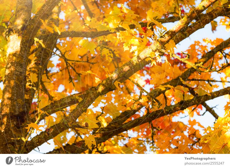 Baumäste mit gelben Herbstblättern Tapete Umwelt Natur Schönes Wetter Blatt hell natürlich gold orange rot Farbe November Oktober Atmosphäre Hintergrund