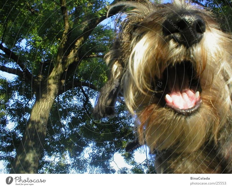 Ein tierisches Lächeln Hund Dackel Haustier Fell Lippen Tier lachen Nase Gebiss Haare & Frisuren Maul Mund Rauhhaardackel Natur Idee