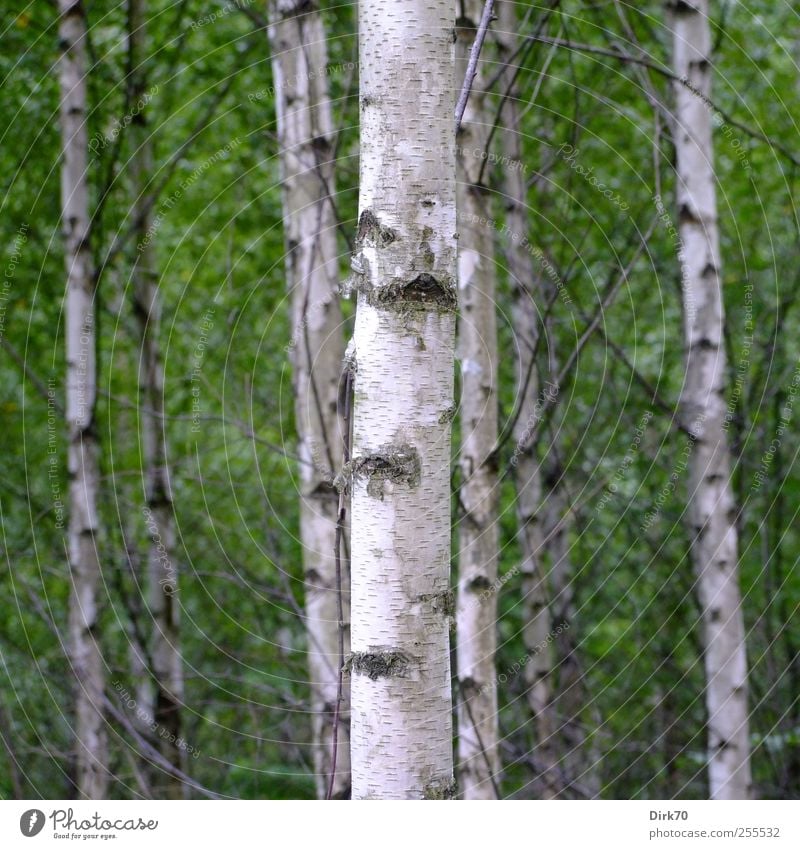 Schwedisches Birkenwäldchen Umwelt Natur Pflanze Sommer Baum Blatt Birkenwald Baumstamm Zweig Zweige u. Äste Baumrinde Birkenrinde Wald stehen Wachstum