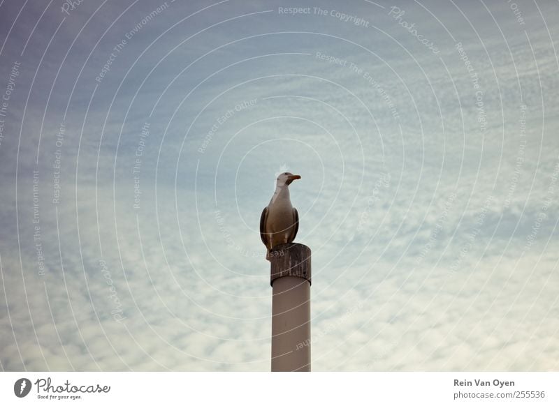 Möwe auf Stange 1 Tier beobachten Pfosten Hafen Vogel zentral Wolken Wolkenhimmel Himmel Kontrast blau purpur Farbfoto Außenaufnahme Menschenleer
