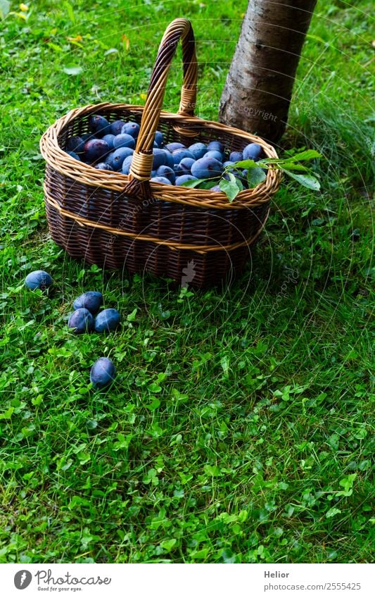 Zwetschgenernte Lebensmittel Frucht Dessert Bioprodukte Sommer Garten Natur Herbst Baum Gras Essen frisch Gesundheit lecker saftig blau braun grün genießen