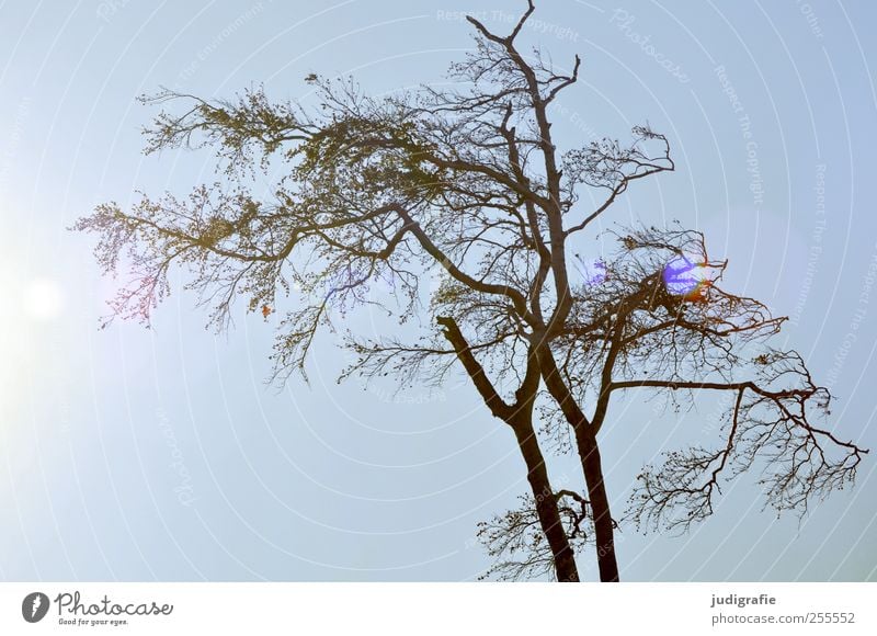 Weststrand Umwelt Natur Pflanze Himmel Sonnenlicht Baum natürlich Vergänglichkeit kahl Farbfoto Außenaufnahme Licht Lichterscheinung Gegenlicht