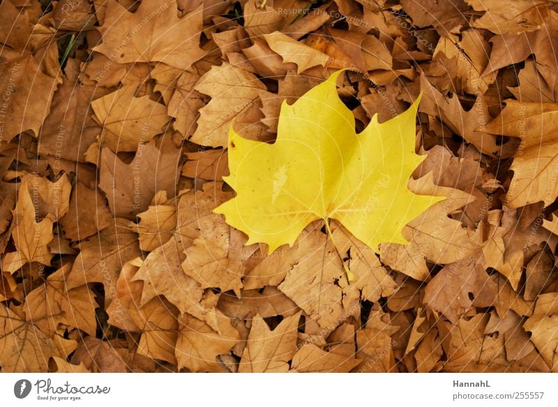 sei anders!! Pflanze Herbst Blatt dehydrieren gelb ruhig einzigartig Farbfoto Außenaufnahme Menschenleer Tag Kontrast Vogelperspektive